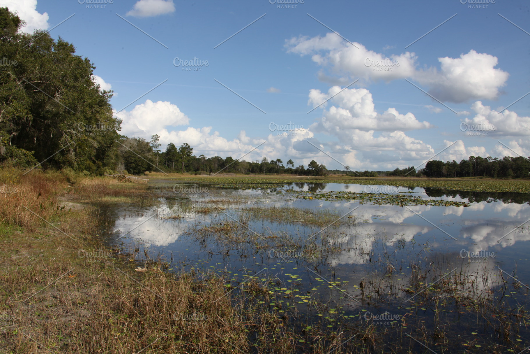 Lake in Gold Head Branch State Park, a Nature Photo by Viktor