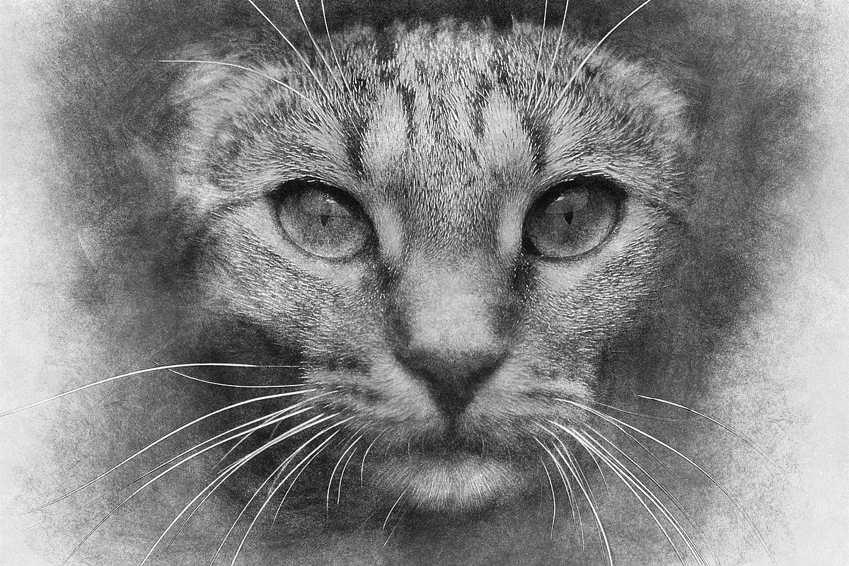 Sketch Photoshop Action, an Action Add-On by Sevenstyles (Photo 18 of 22)