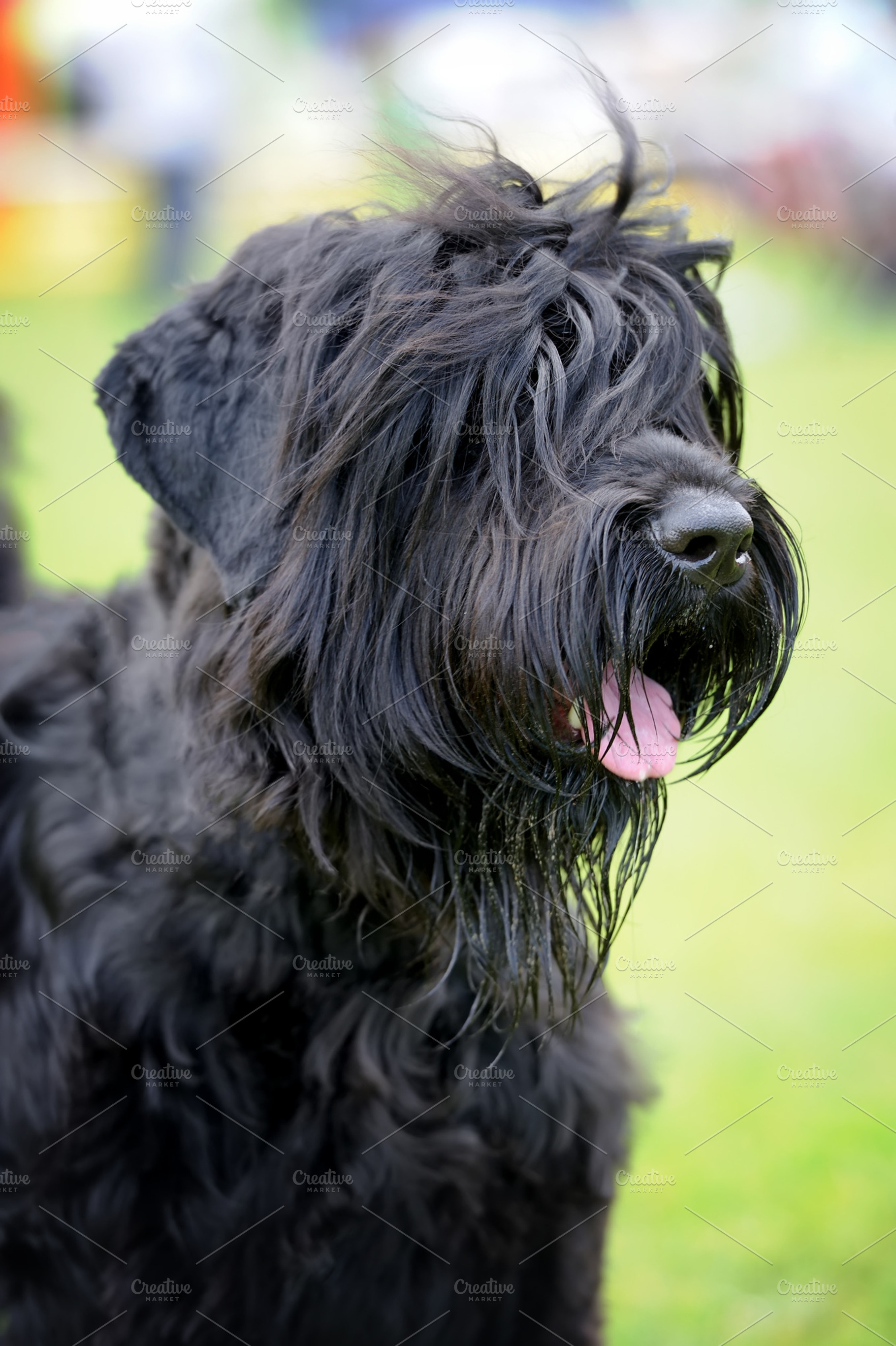 Dog containing dog, cute, and pet, an Animal Photo by Byrdyak
