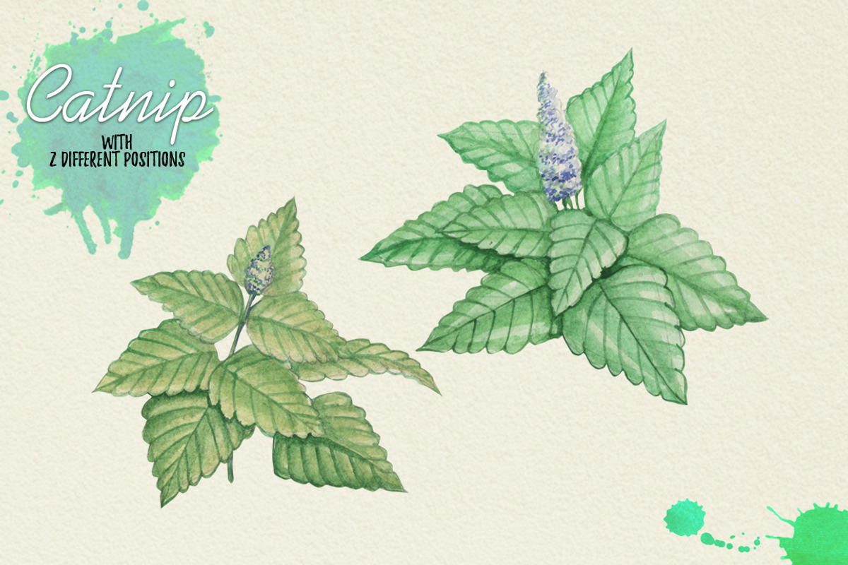 North American Herbs, a Food Illustration by Graphobia (Photo 10 of 21)