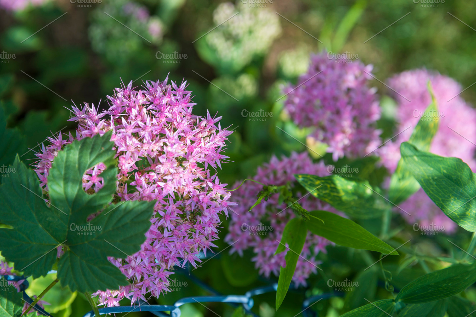 Cluster of vibrant pink sedum flowers growing next to green foli, a Nature Photo by Imaginarium