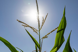 a field with unripe corn at spring corn blooming, clear sunny weather without c, a Photo by rsoollAI