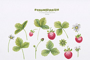 Strawberries watercolor, a Food Illustration by oKOLOstyle (Thumbnail 3 of 5)