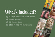 50 Sophisticated Cats Stock Photos, an Animal Illustration by Incomelion (Thumbnail 7 of 13)