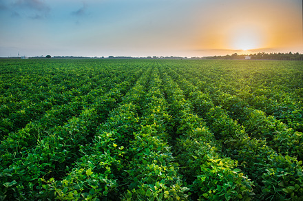 Green bean crop field on farm, a Nature Photo by New York Art Store