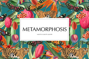 Metamorphosis Collection