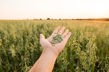 Closeup of man hand with a seeds of stock photo containing nature and grain, a Nature Photo by volodymyrshtun13795