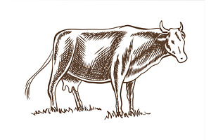 Cows grazing on meadow. Hand drawn, an Animal Illustration by the8monkey