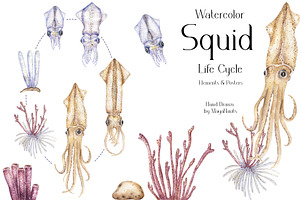 Watercolor Squid Life Cycle Set, an Education Illustration by MayaNavits