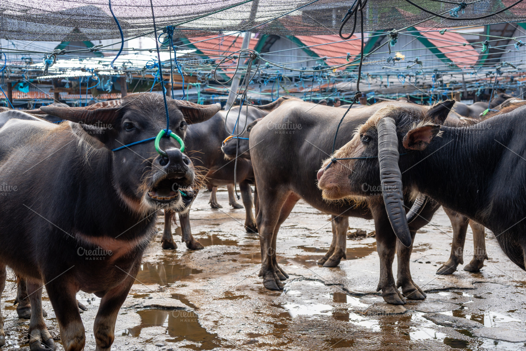 Buffaloes at Pasar Bolu market in Rantepao, Toraja, Sulawesi, In, an Animal Photo by GoodGoods