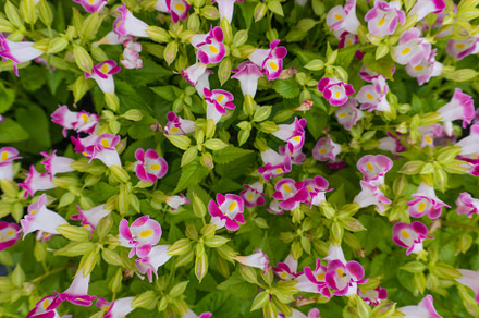 Pink flowers in the garden, a Nature Photo by AMMi