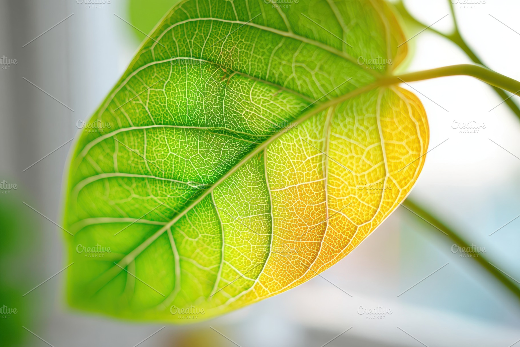 Backlit leaf veins macro, a Nature Photo by AlyaAnd