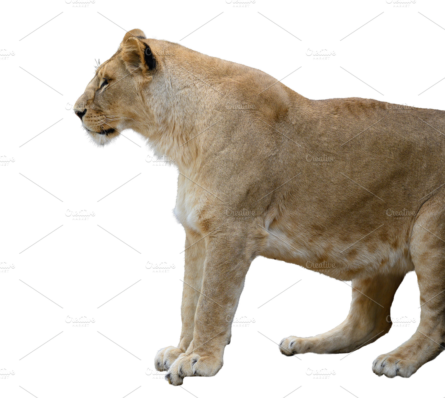 Profile of a standing lioness on an isolated background., an Animal Photo by ndanko