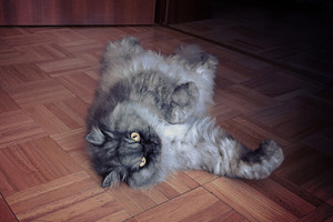 Cat cute