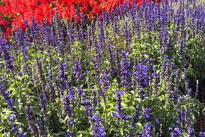 Salvia And Cockscomb Flowers Garden Background