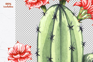 Cactus Watercolor Clipart. Succulent