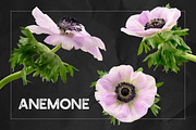Anemone Flower ClipArt - Specimens, an Object Graphic by Turning Moss (Thumbnail 5 of 7)