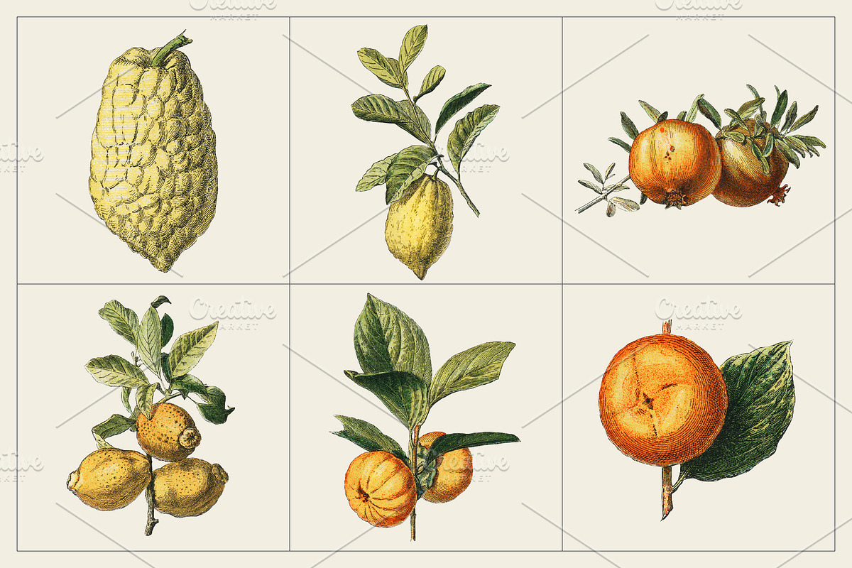 Fruit and Vegetable Art Collection, a Food Illustration by Illusiongraphic (Photo 3 of 14)