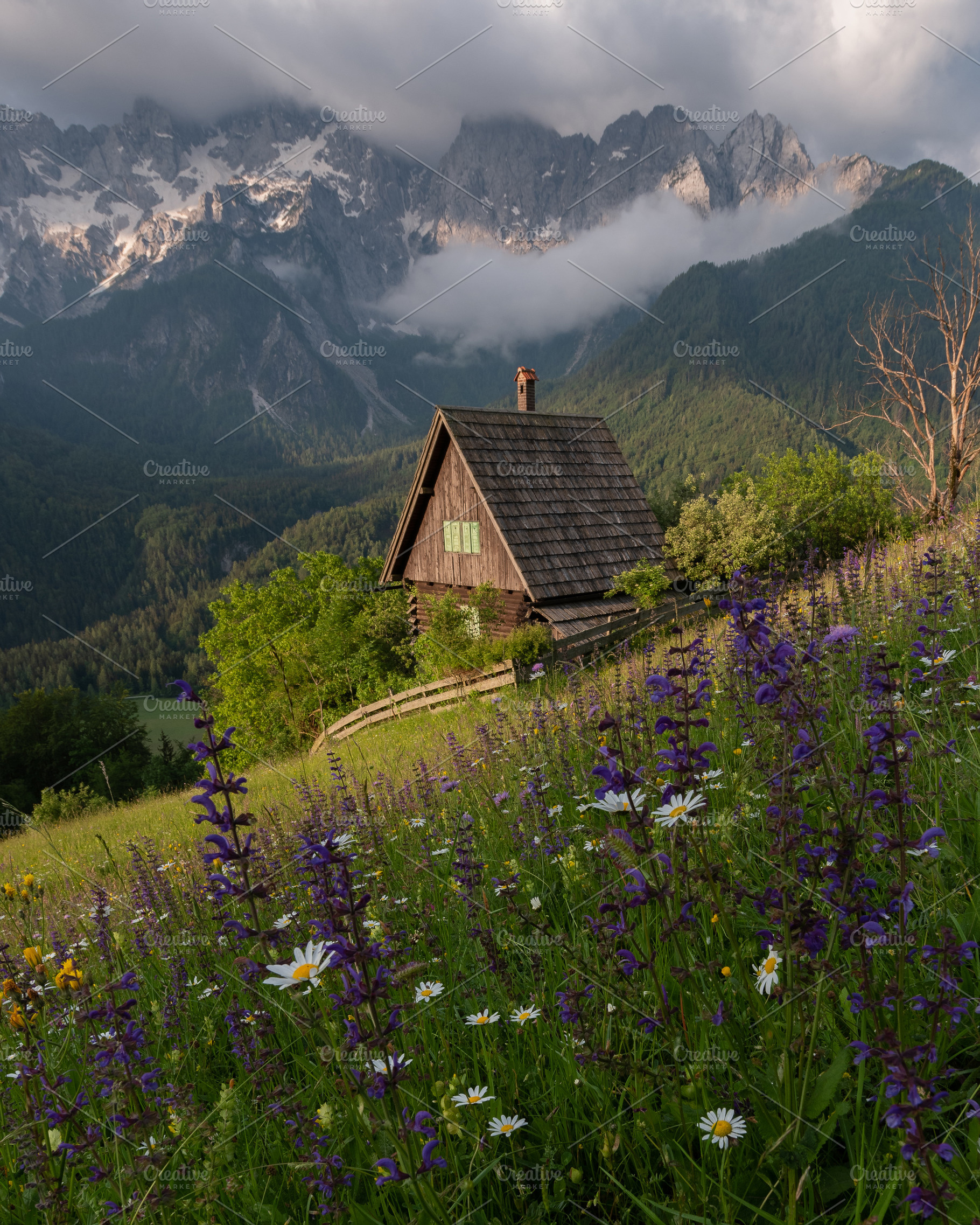 Flowers on the meadow in the mountains, a Nature Photo by Dreamy Pixel