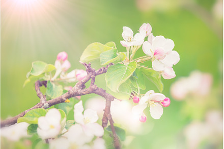 Blooming apple tree at spring, a Nature Photo by sborisov