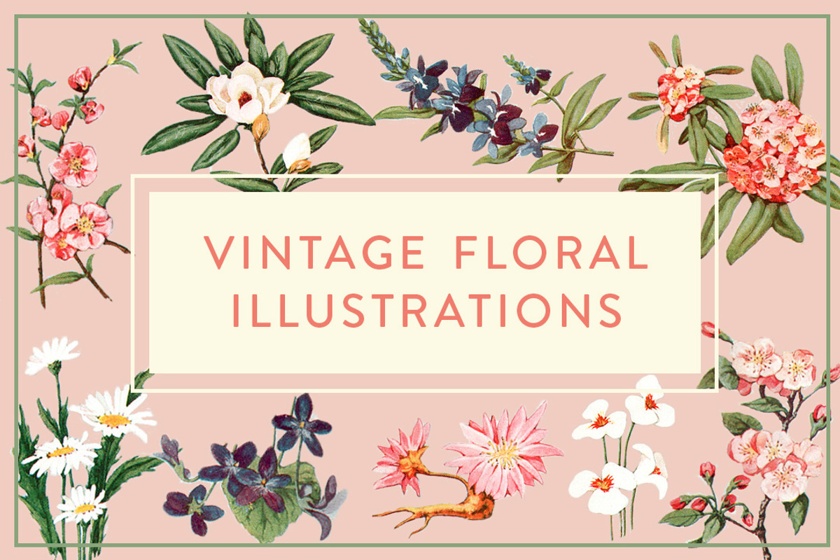 Vintage Floral Illustrations, an Illustration by Catty Studio (Photo 1 of 3)