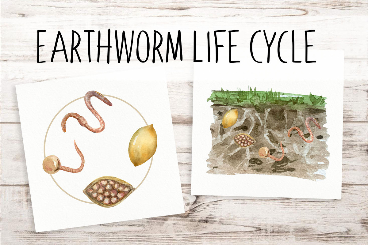 Earthworm Life Cycle Clipart & Print, an Education Illustration by Tati Bordiu (Photo 3 of 3)