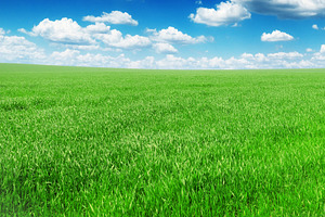 field