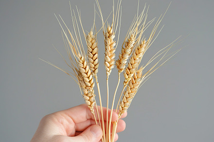 Wheat ears in male hand on grey background, a Nature Photo by AlyaAnd