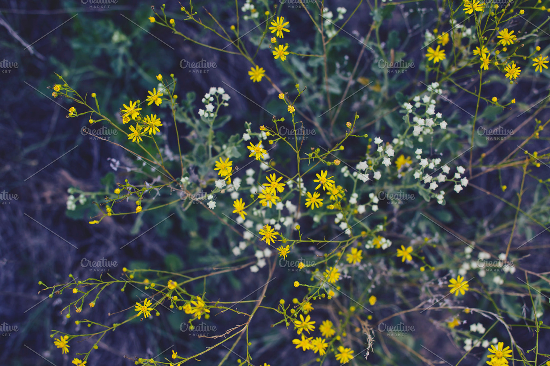 Yellow flowers containing yellow, white, and flowers