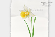 Daffodil Birth Month Flower Clipart, an Illustration by Ksenia Shmakova (Thumbnail 7 of 7)