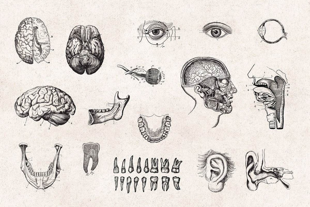 Anatomy Engravings Set, an Object Graphic by Graphic Goods (Photo 5 of 7)