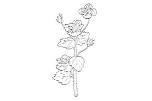 Persian Speedwell Wild Plant Drawing