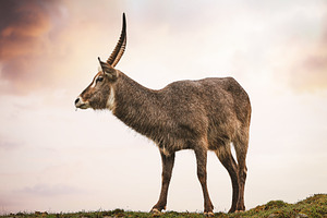 Antílope waterbuck en paisaje natura, an Animal Photo by Perpis