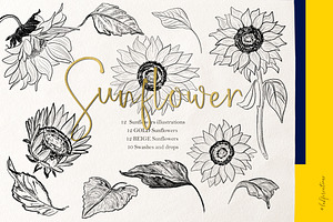 Sunflowers. Sketch Outline Art