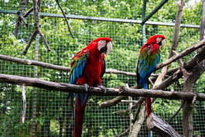 Two colorful parrots perched on tree branches in a lush green environment, a Photo by AS photostudio