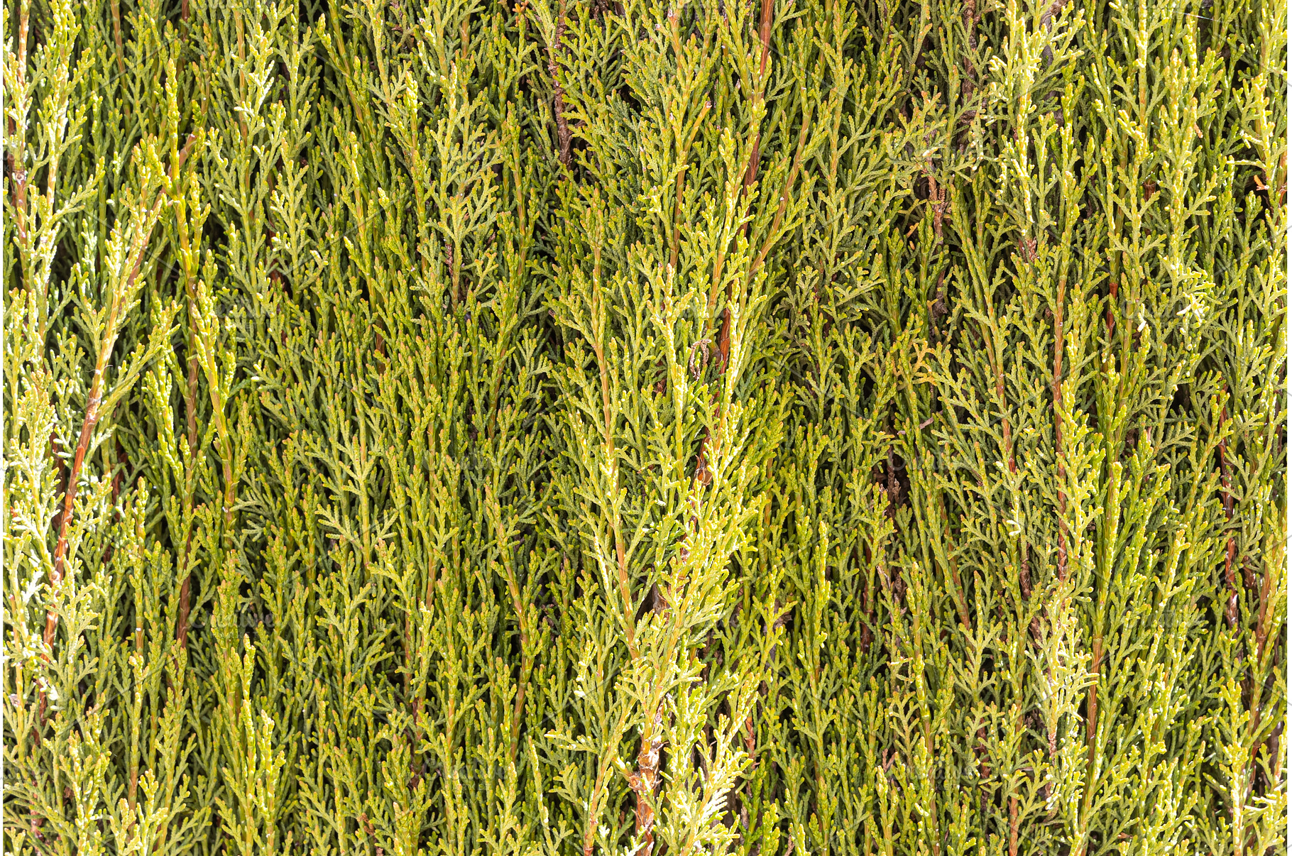 Horizontal texture of green cypress, a Nature Photo by Illustrations&photos