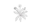 Common Dandelion Wild Plant Drawing, a Decorative Illustration by patrimonio (Thumbnail 1 of 3)