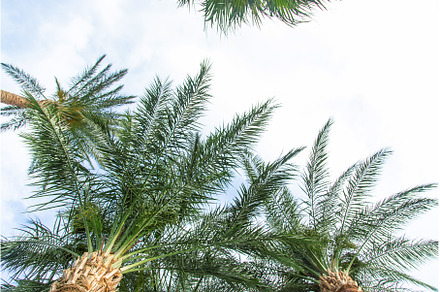 Palm leaves against the sky, a Nature Photo by yanadjana
