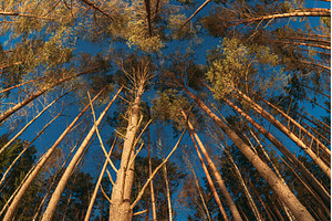 Looking Up at Tall Pine Trees and, a Nature Photo by Our Amazing World