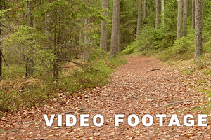 In To The Forest. Autumn Daytime. Smooth Dolly Shot