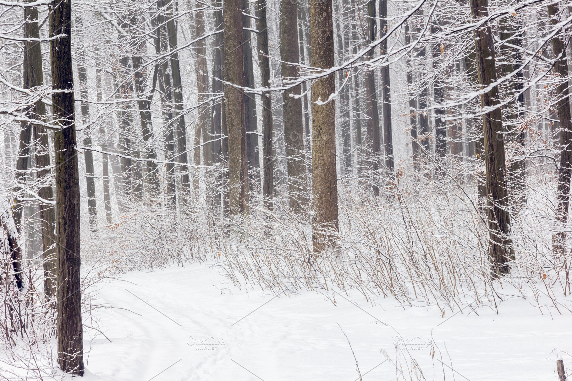 Forest in winter stock photo containing background and beautiful, a Nature Photo by Eni_fly
