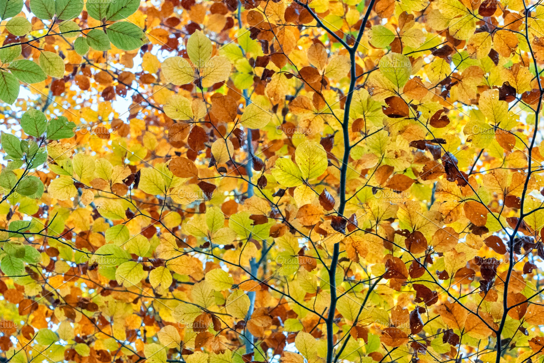 View of a beech branch with autumn colours., a Nature Photo by CreativePhotoSpain