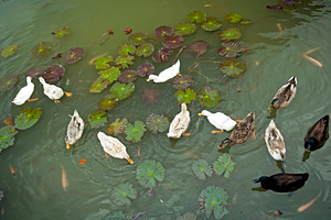 Ducks on Pond, an Animal Photo by THP Creative