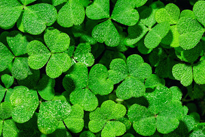 Green clover leaves covered with morning dew drops. Macro background of fresh t