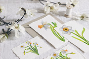 Narcissus mood & little things, an Illustration by WatercolorAnn (Thumbnail 3 of 11)