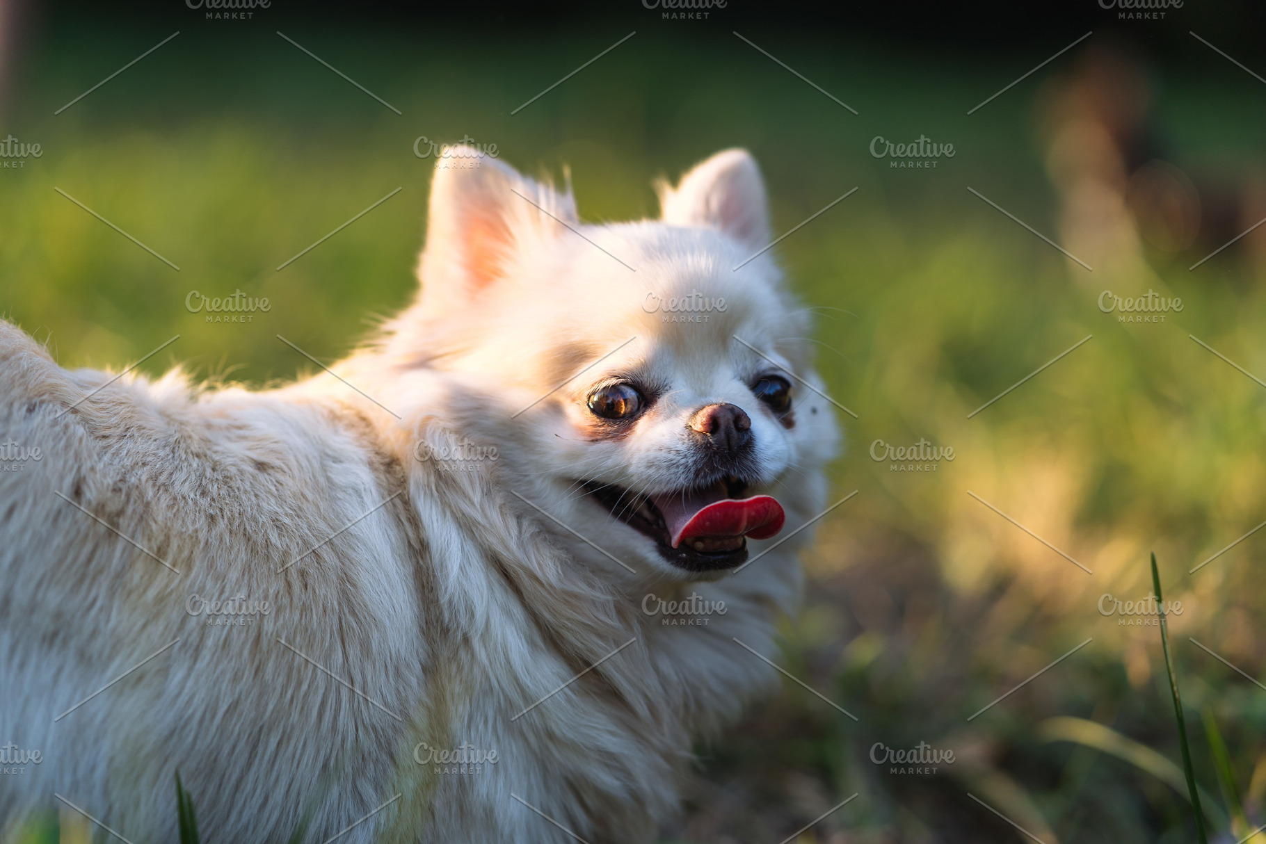 Long Haired Chihuahua Dog Outdoors in Golden Hour Light, an Animal Photo by Red Hot Chili Pepper Shop