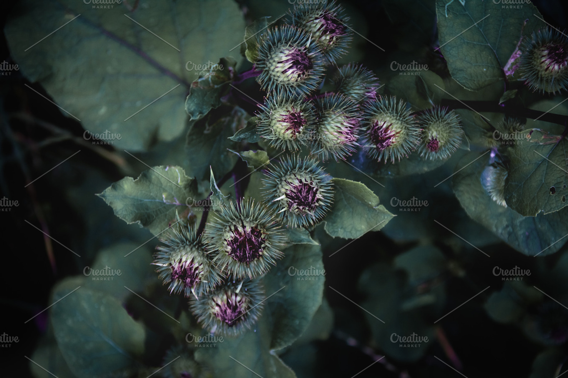 Thistle flowers close up containing grass, thistle, and flower, a Nature Photo by c l a r a X Y