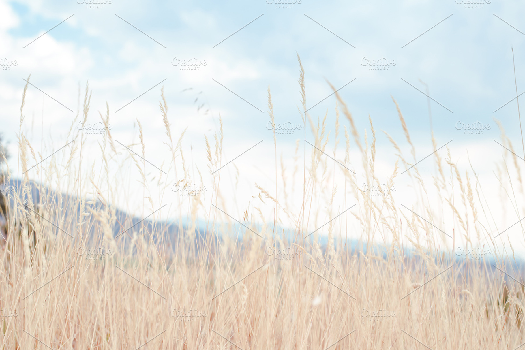 Walking through golden meadow grass2 featuring ground, meadows, and, a Nature Photo by ColorLight Photography