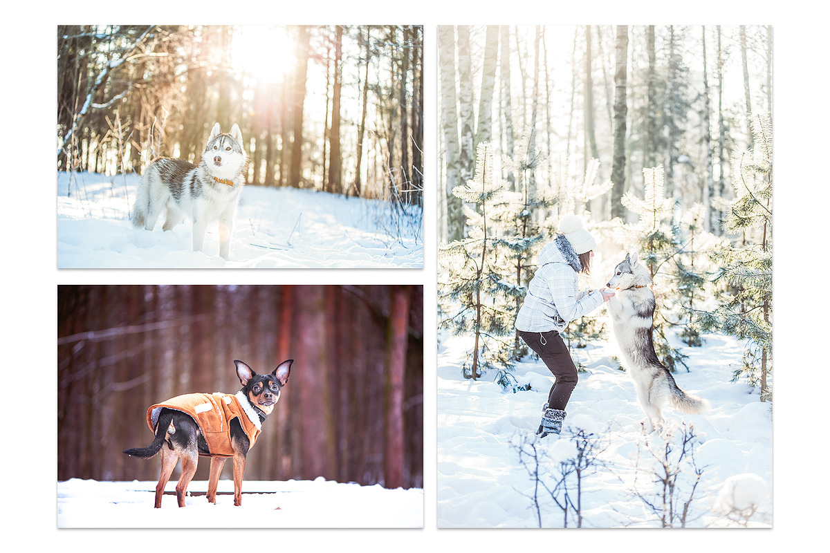 Winter Dog, Christmas Mood, an Animal Photo by WildStrawberry Magic (Photo 6 of 11)