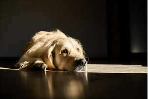 Golden retriever relaxing quietly in